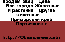  продам овец › Цена ­ 100 - Все города Животные и растения » Другие животные   . Приморский край,Партизанск г.